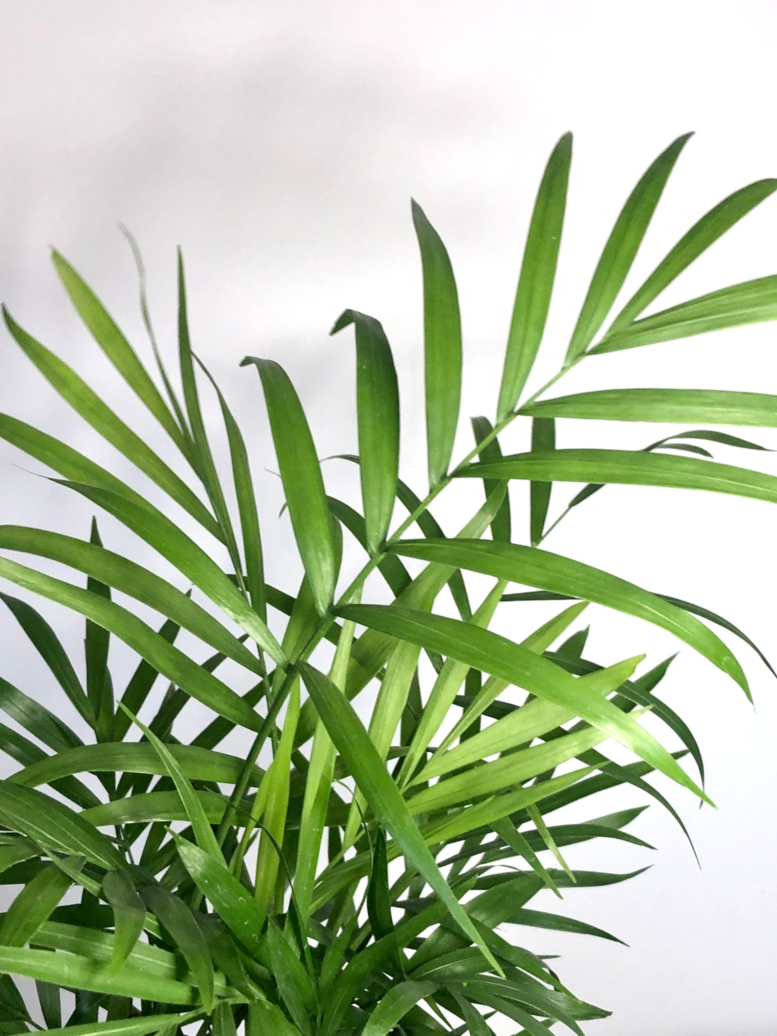 American Plant Exchange Chamaedorea Elegans Parlour Palm Live Indoor Houseplant 6 Pot Light Green Air Purifier