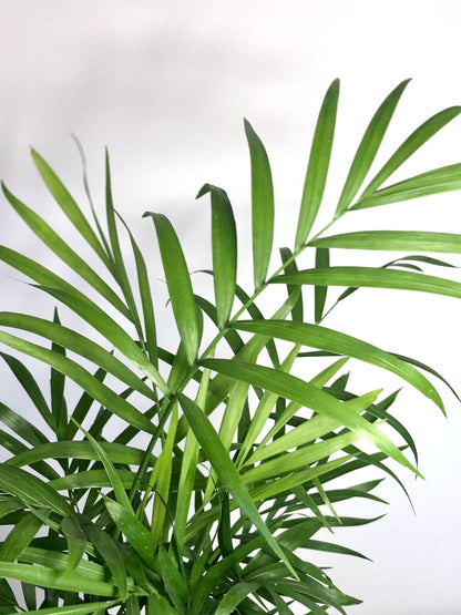 Chamaedorea Elegans - Parlour Palm