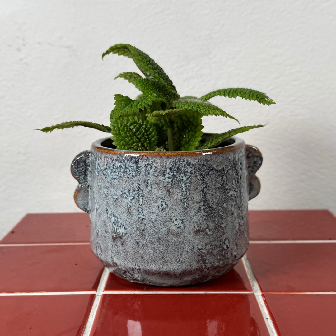 Ocean Glazed Plant Pot with Handles | 14cm