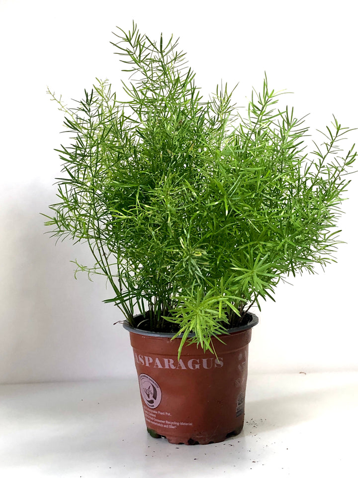 Asparagus Densiflorus Sprengeri | Emerald Fern