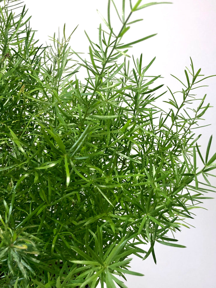 Asparagus Densiflorus Sprengeri | Emerald Fern