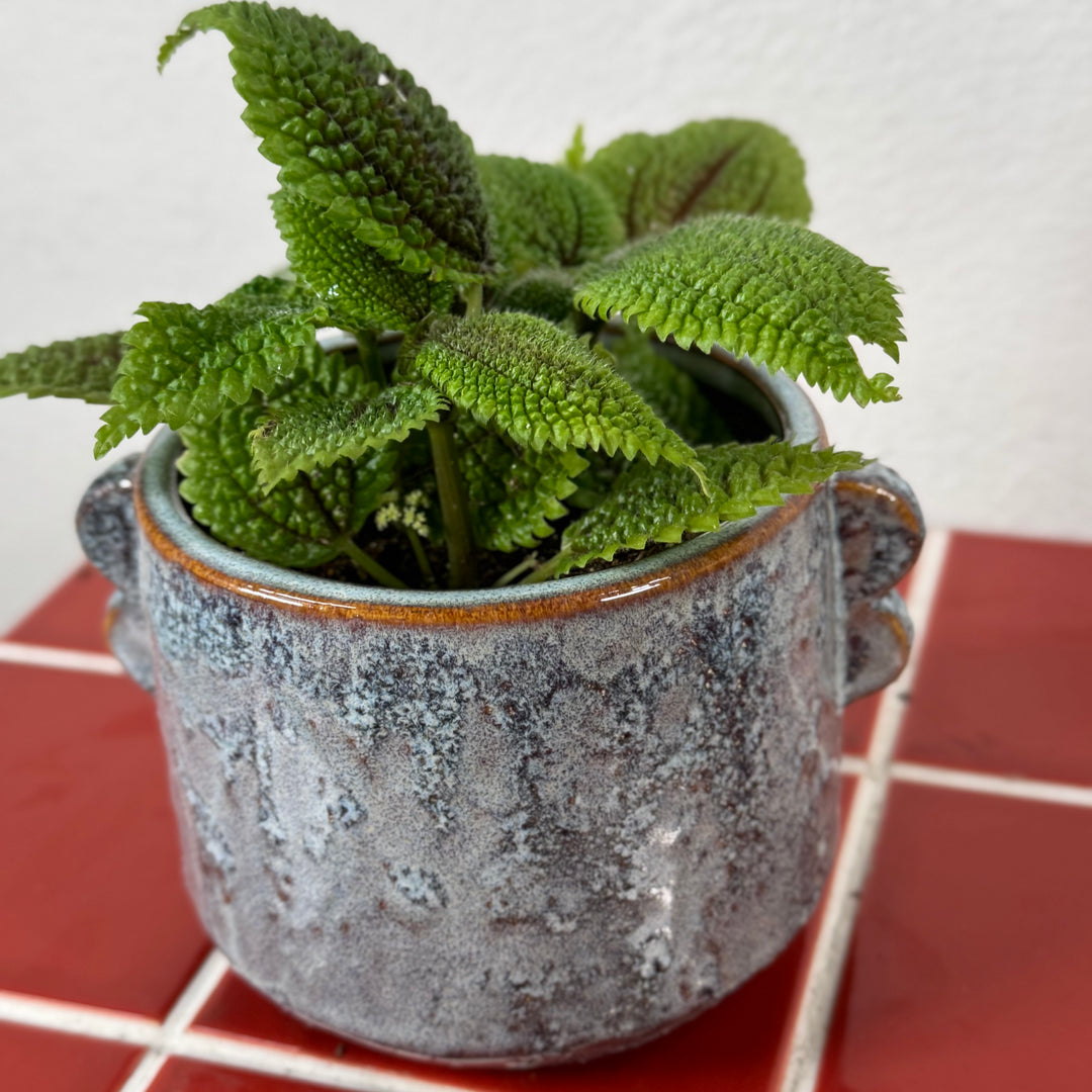 Ocean Glazed Plant Pot with Handles | 14cm