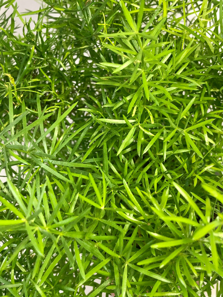 Asparagus Densiflorus Sprengeri | Emerald Fern