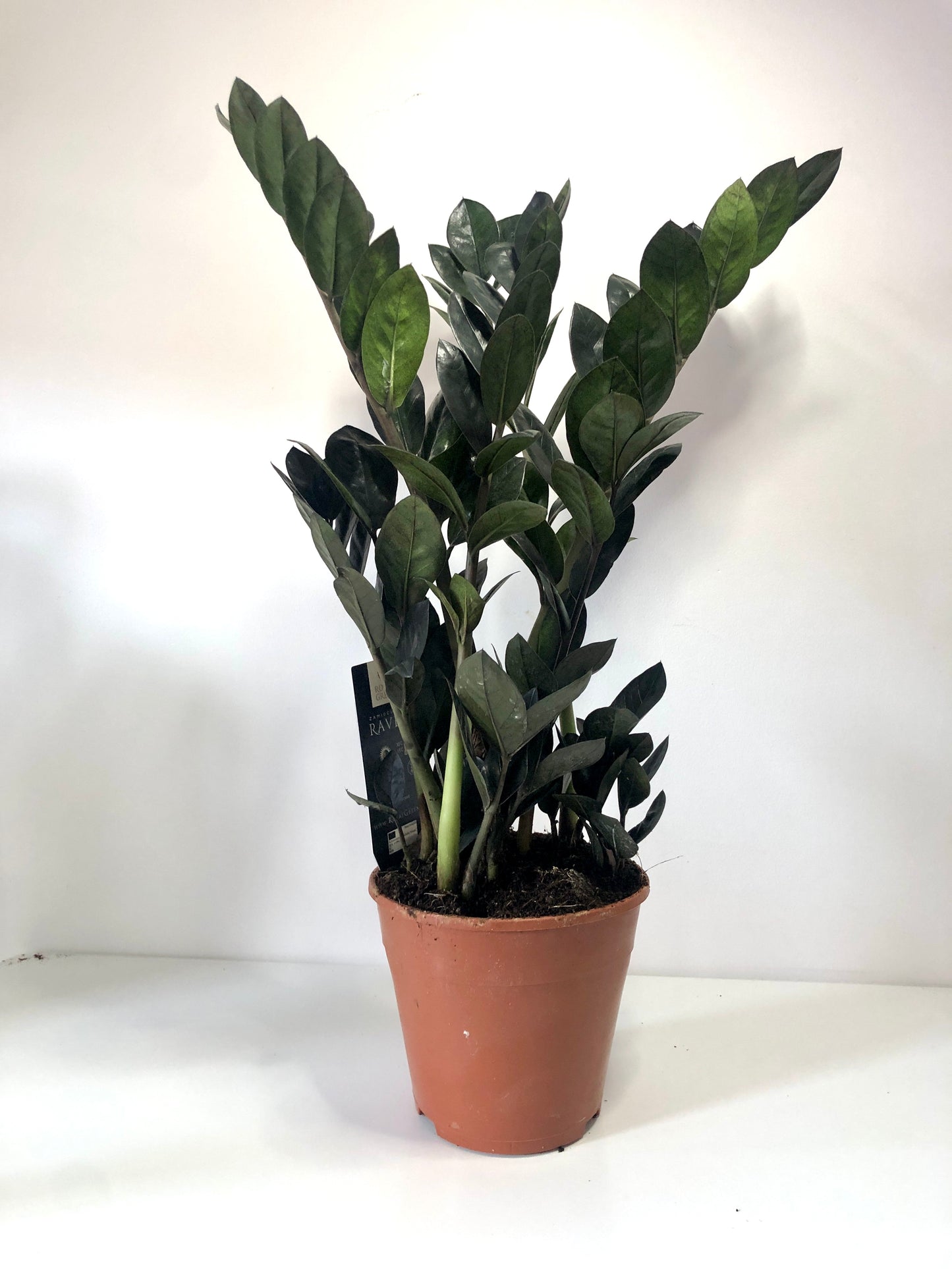 Zamioculcas Raven -ZZ Raven