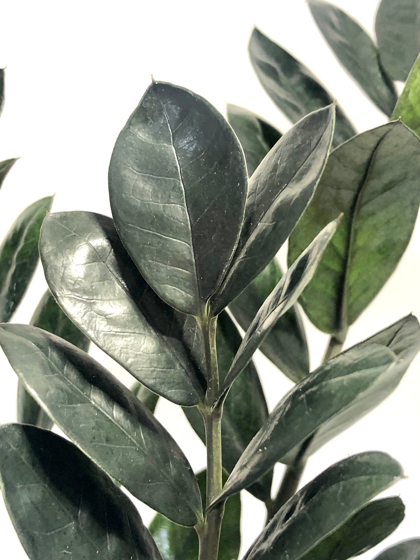 Zamioculcas Raven -ZZ Raven