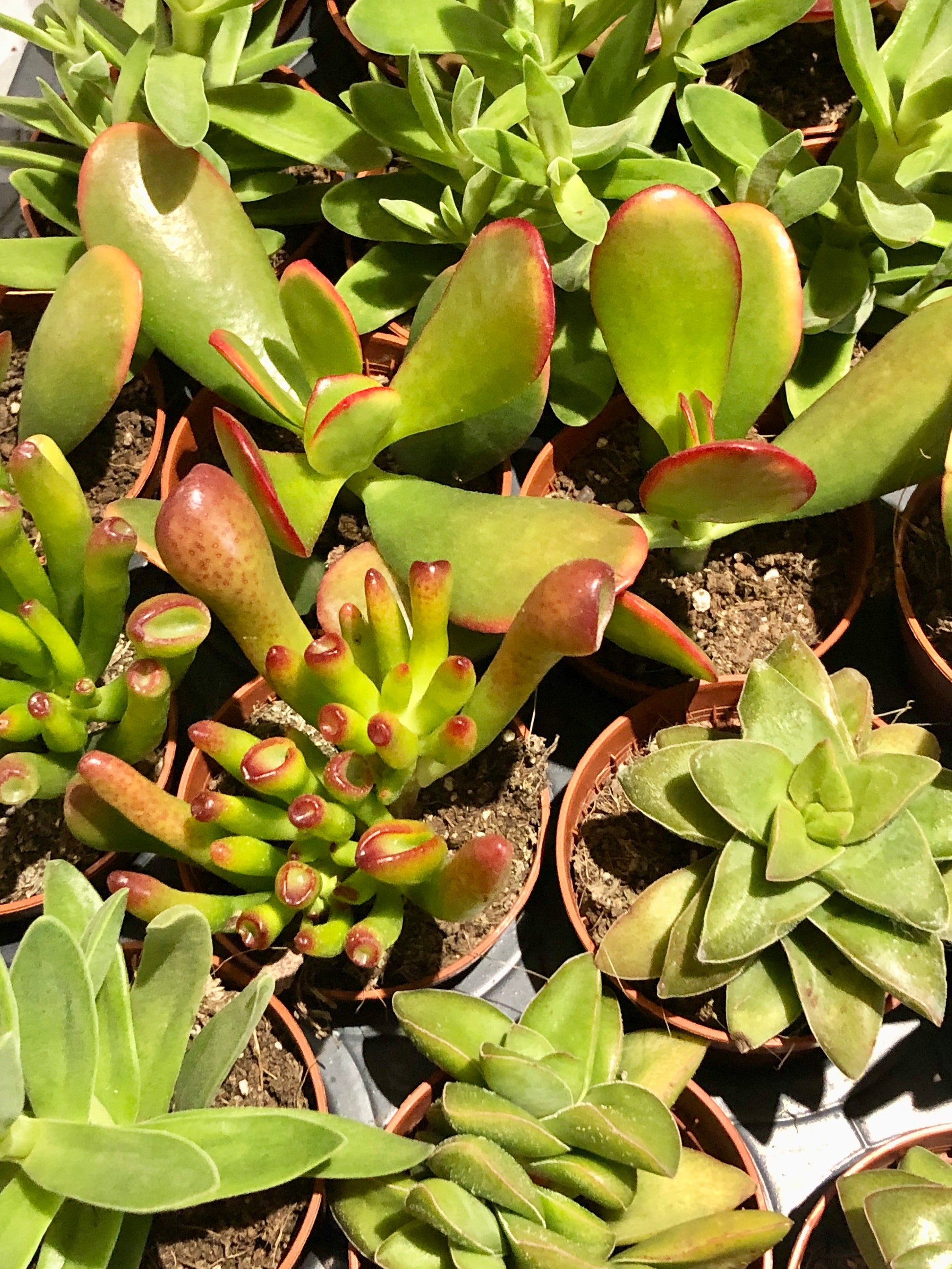 Crassula Mix