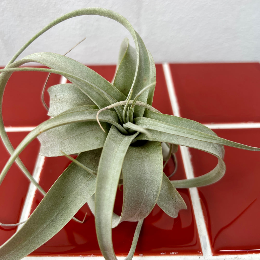 Tillandsia xerographica – King of the Air Plants