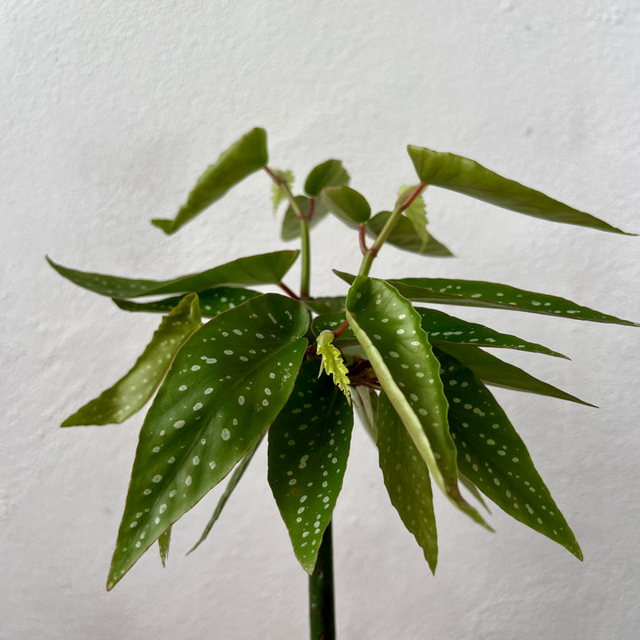 Begonia Tamaya -Bamboo Begonia - Polka Dot Angel Wing Begonia