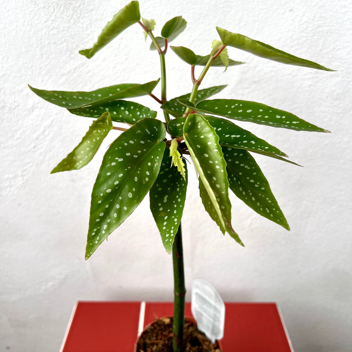 Begonia Tamaya -Bamboo Begonia - Polka Dot Angel Wing Begonia