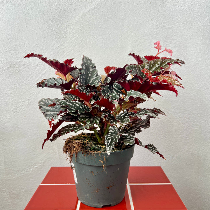 Begonia maculata ‘Spotlight Dark’ – Polka Dot Begonia