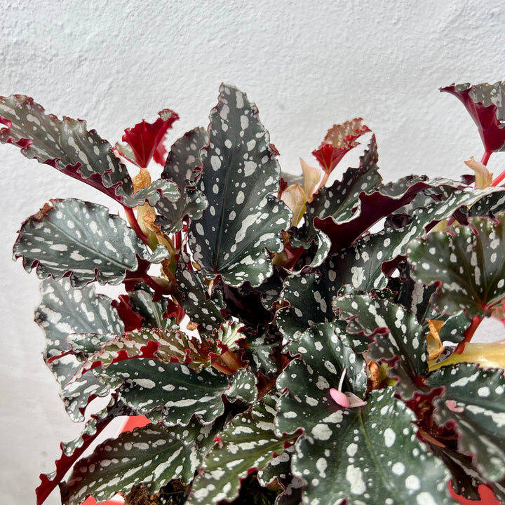 Begonia maculata ‘Spotlight Dark’ – Polka Dot Begonia