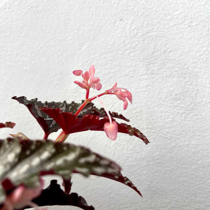 Begonia maculata ‘Spotlight Dark’ – Polka Dot Begonia