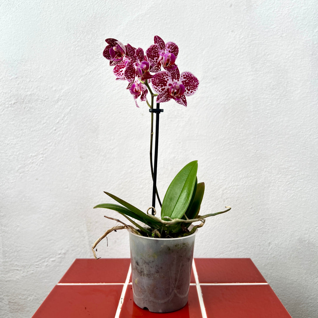 Phalaenopsis - orchid mini mix