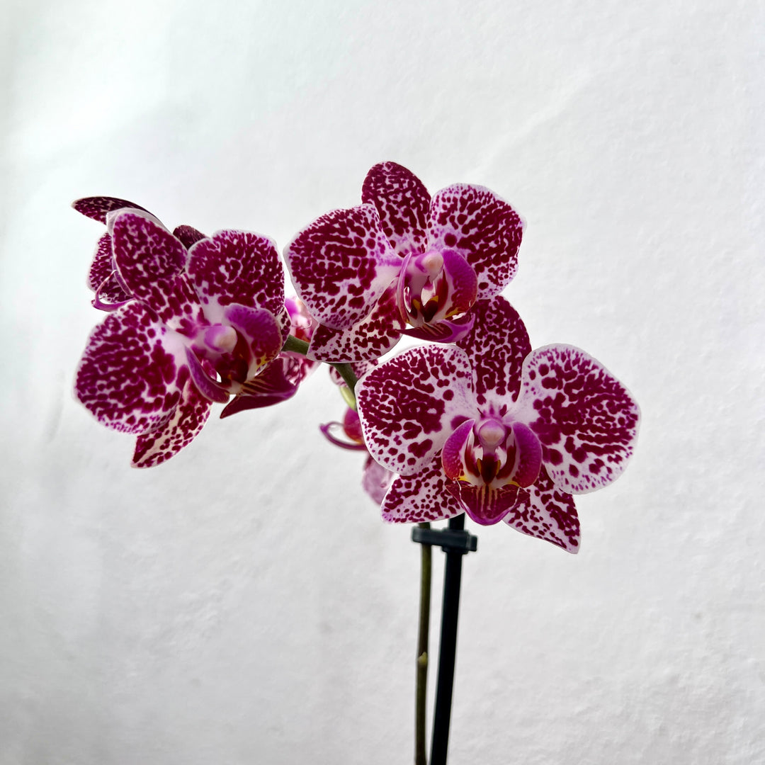 Phalaenopsis - orchid mini mix