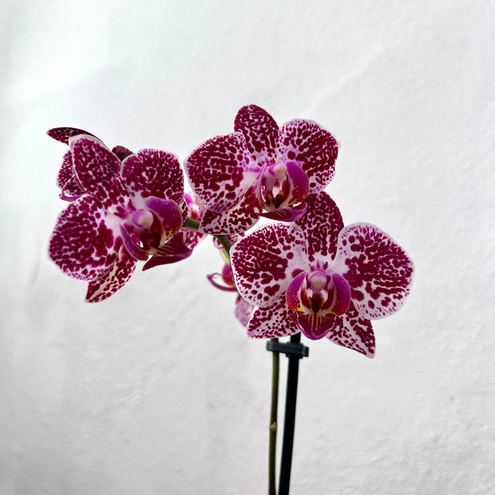 Phalaenopsis - orchid mini mix