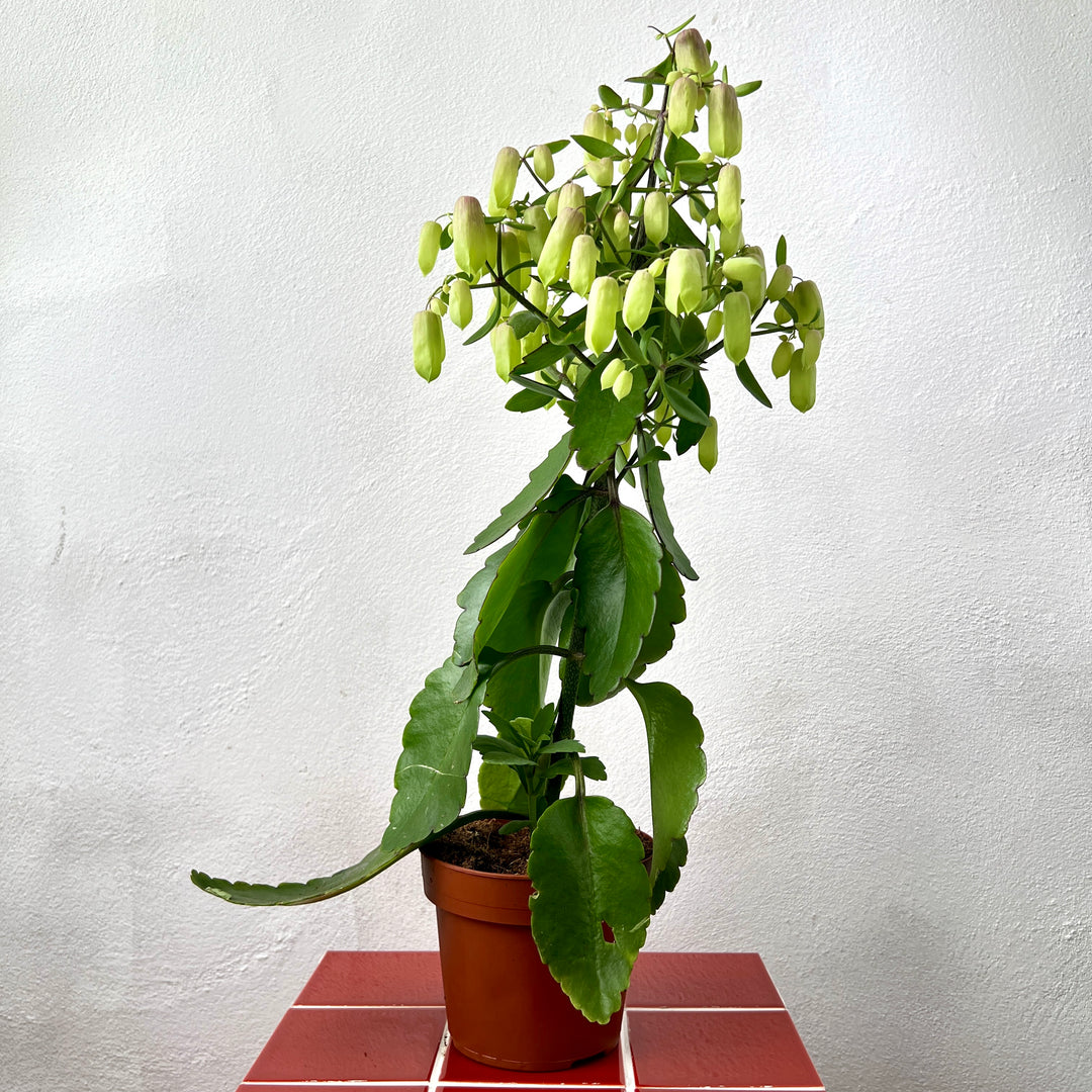 magical indoor plants Kalanchoe 'Magic Bells' | Flowering Indoor Succulent