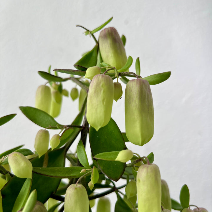 Kalanchoe 'Magic Bell'