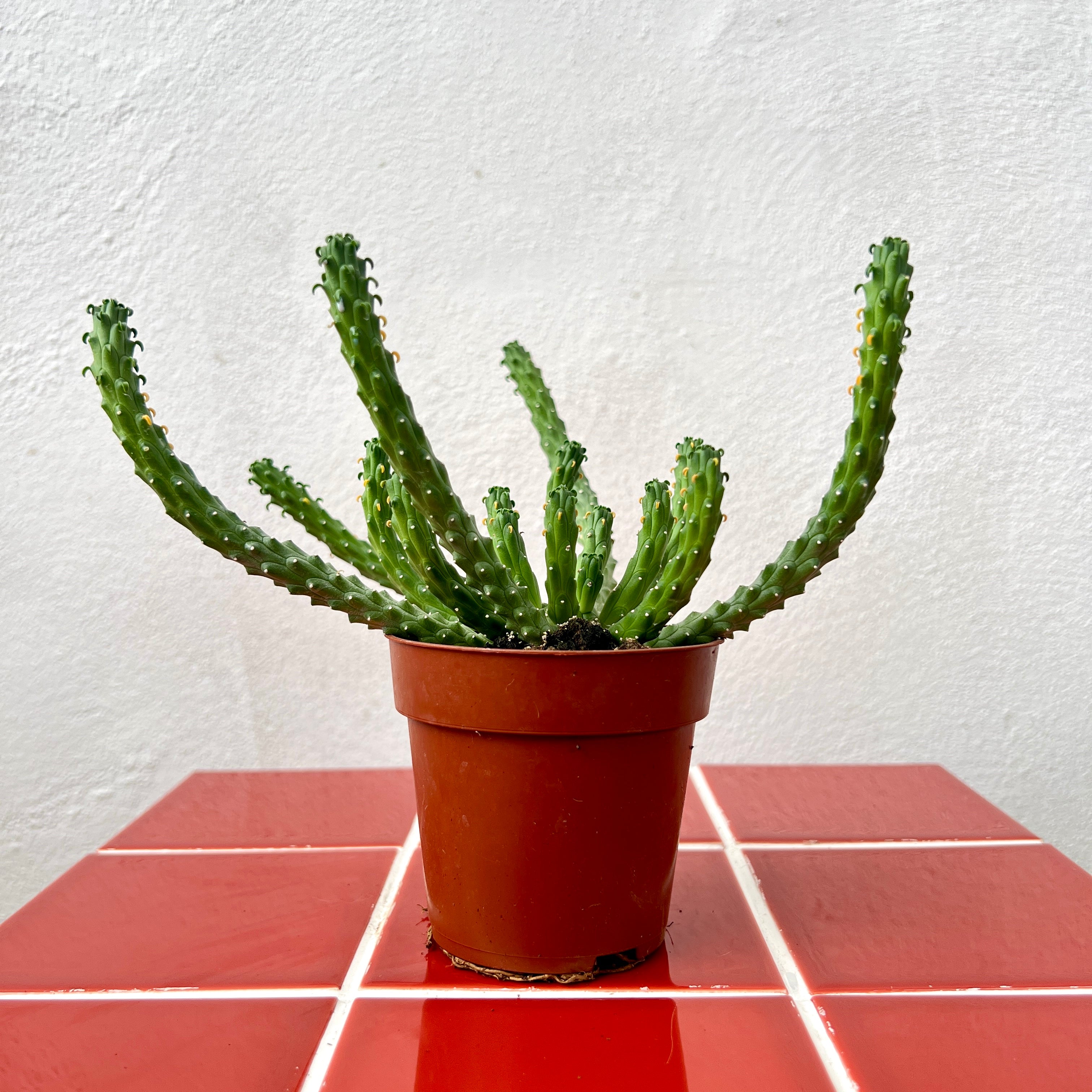 Houseplants