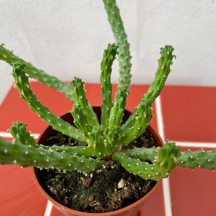 Euphorbia inermis – Green Coral Euphorbia