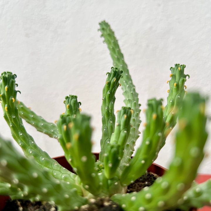Euphorbia inermis – Green Coral Euphorbia