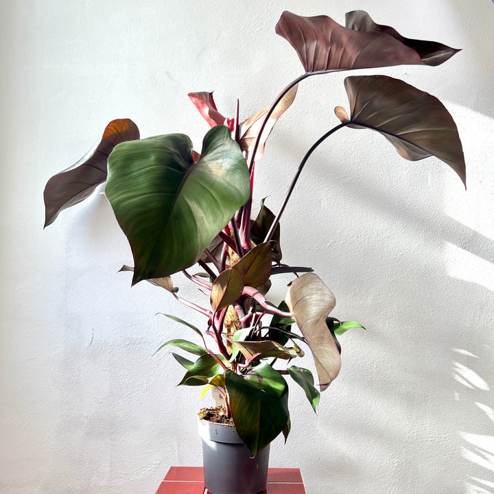 Philodendron ‘Red Emerald’ – Climbing Philodendron