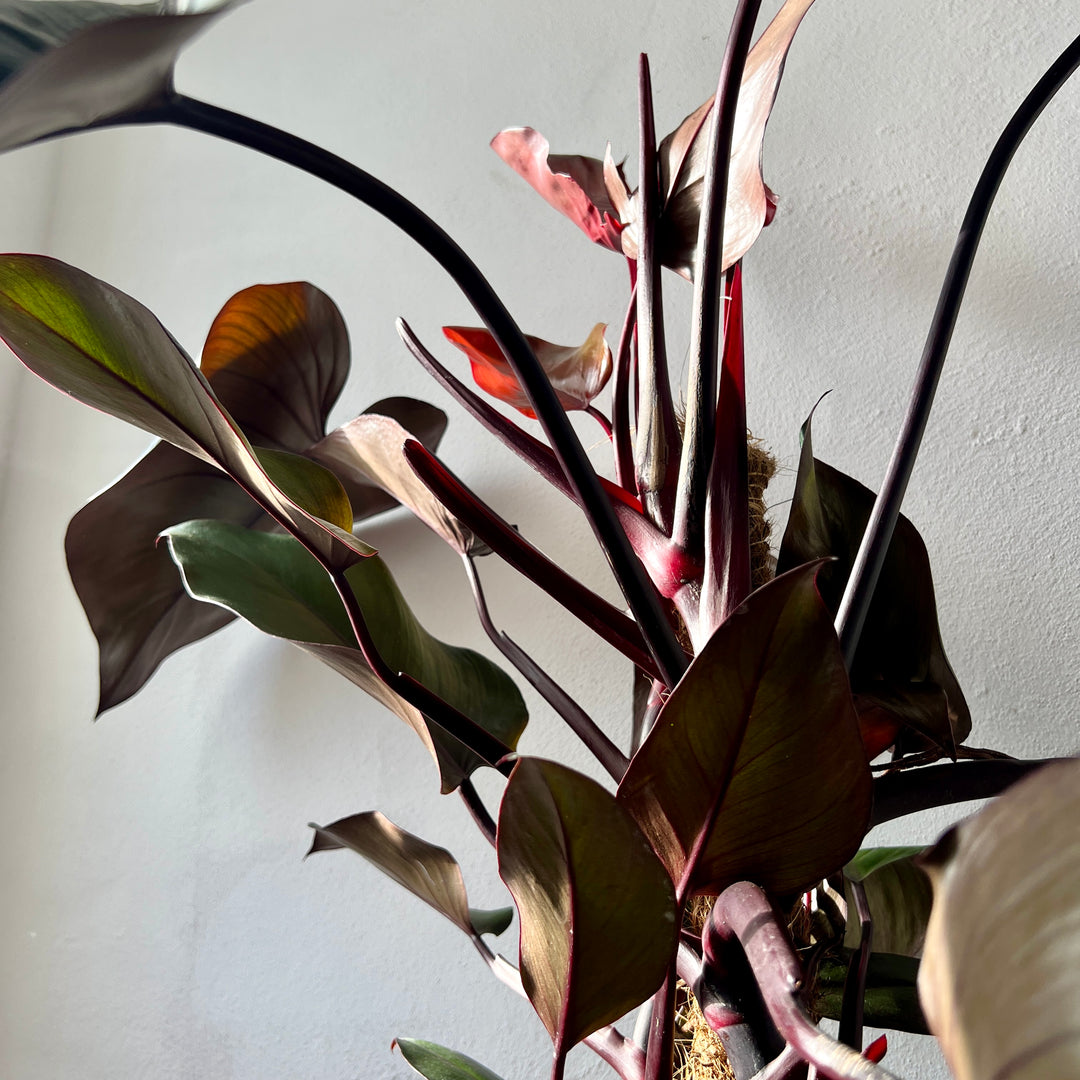 climbing philodendron for sale Philodendron 'royal queen ' – Climbing Aroid