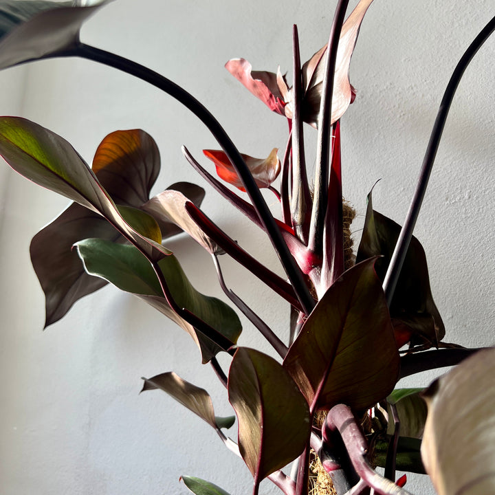 Philodendron ‘Red Emerald’ – Climbing Philodendron