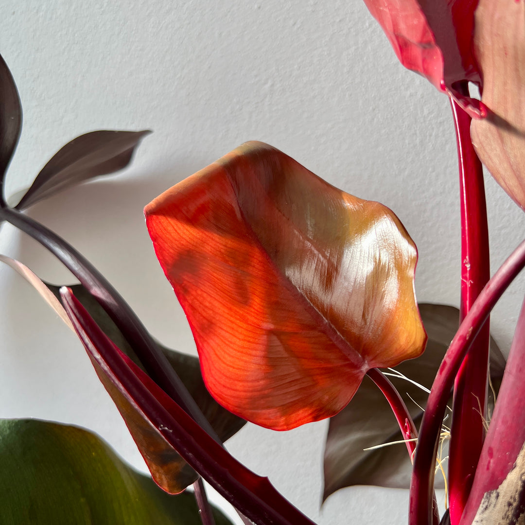 Philodendron ‘Red Emerald’ – Climbing Philodendron
