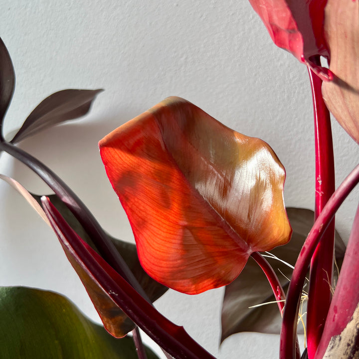 Philodendron ‘Red Emerald’ – Climbing Philodendron