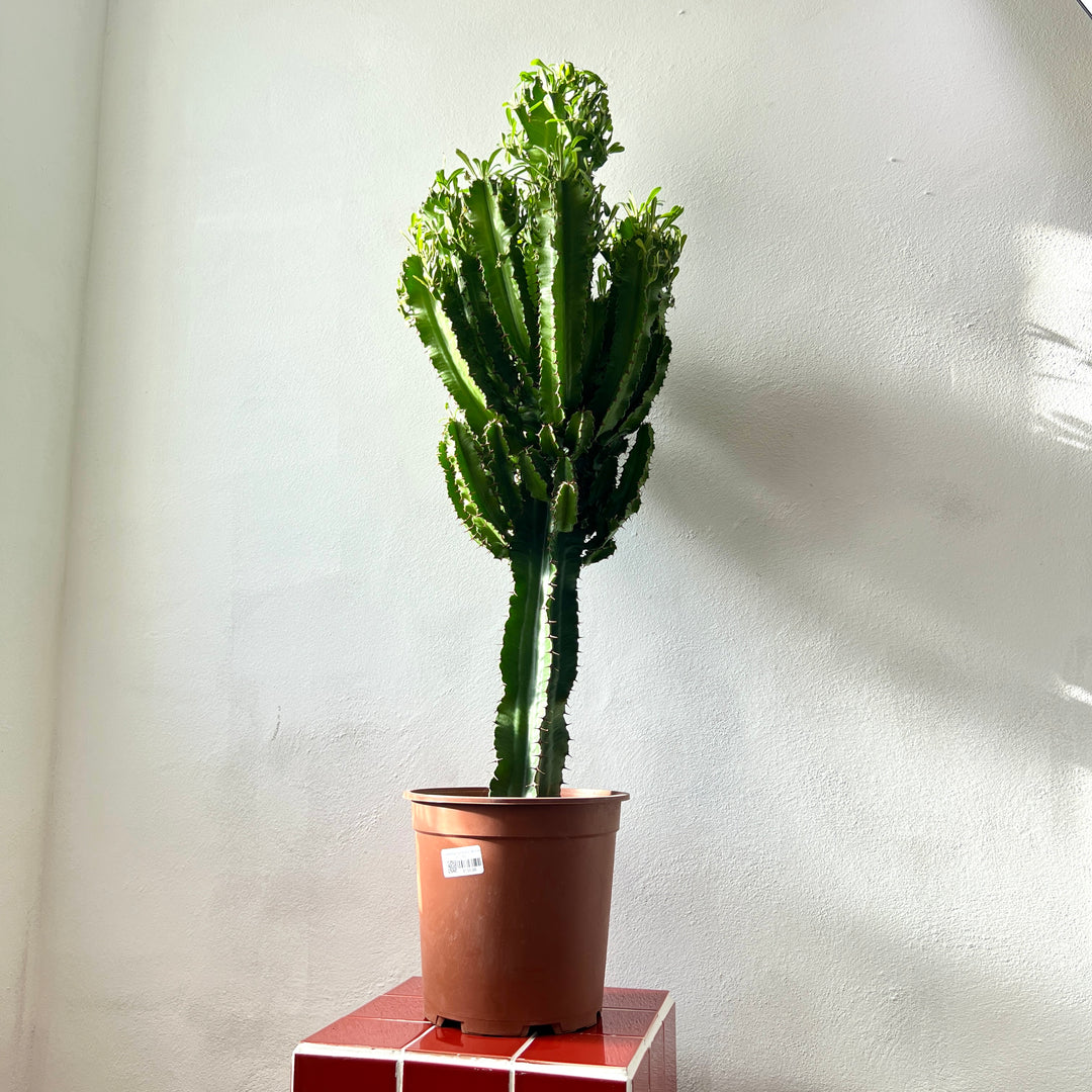 Euphorbia ingens (Candelabra Tree)