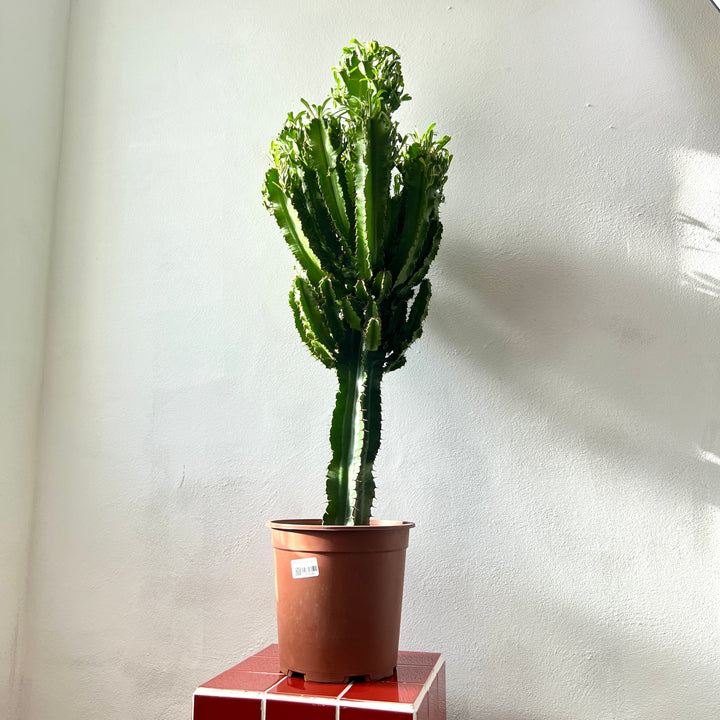 Euphorbia ingens (Candelabra Tree)