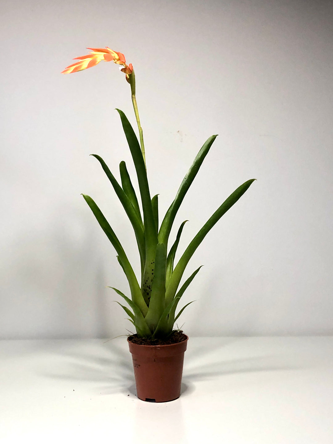 Tillandsia Dyeriana