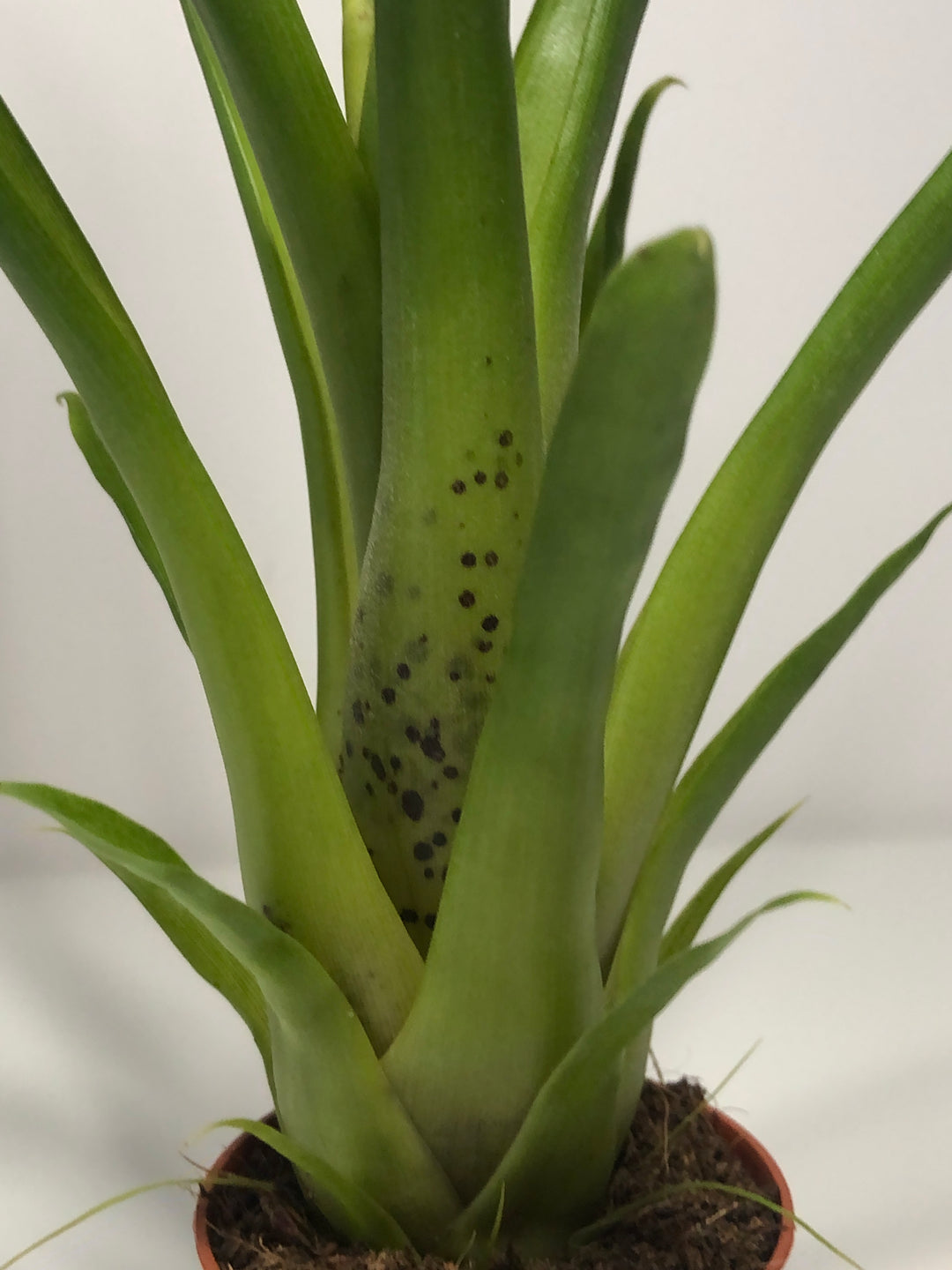Tillandsia Dyeriana