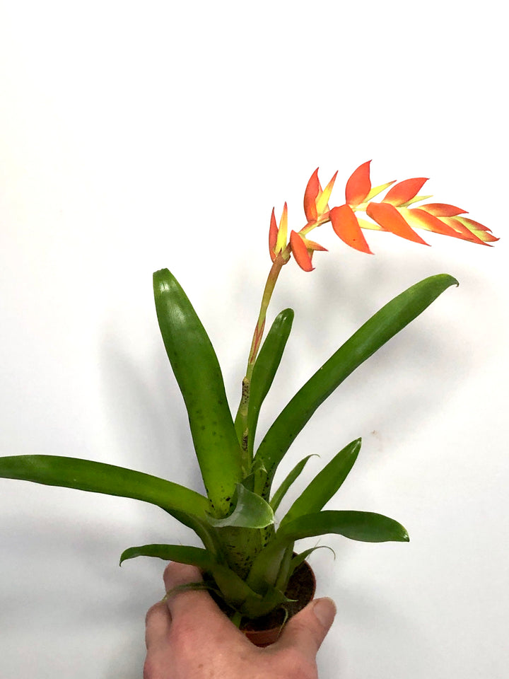 Tillandsia Dyeriana