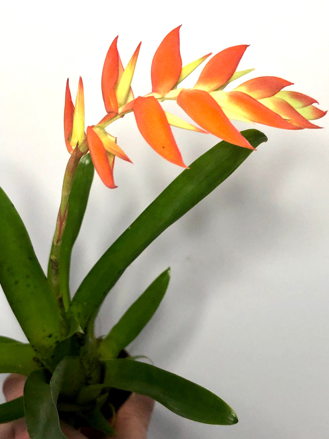 Tillandsia Dyeriana