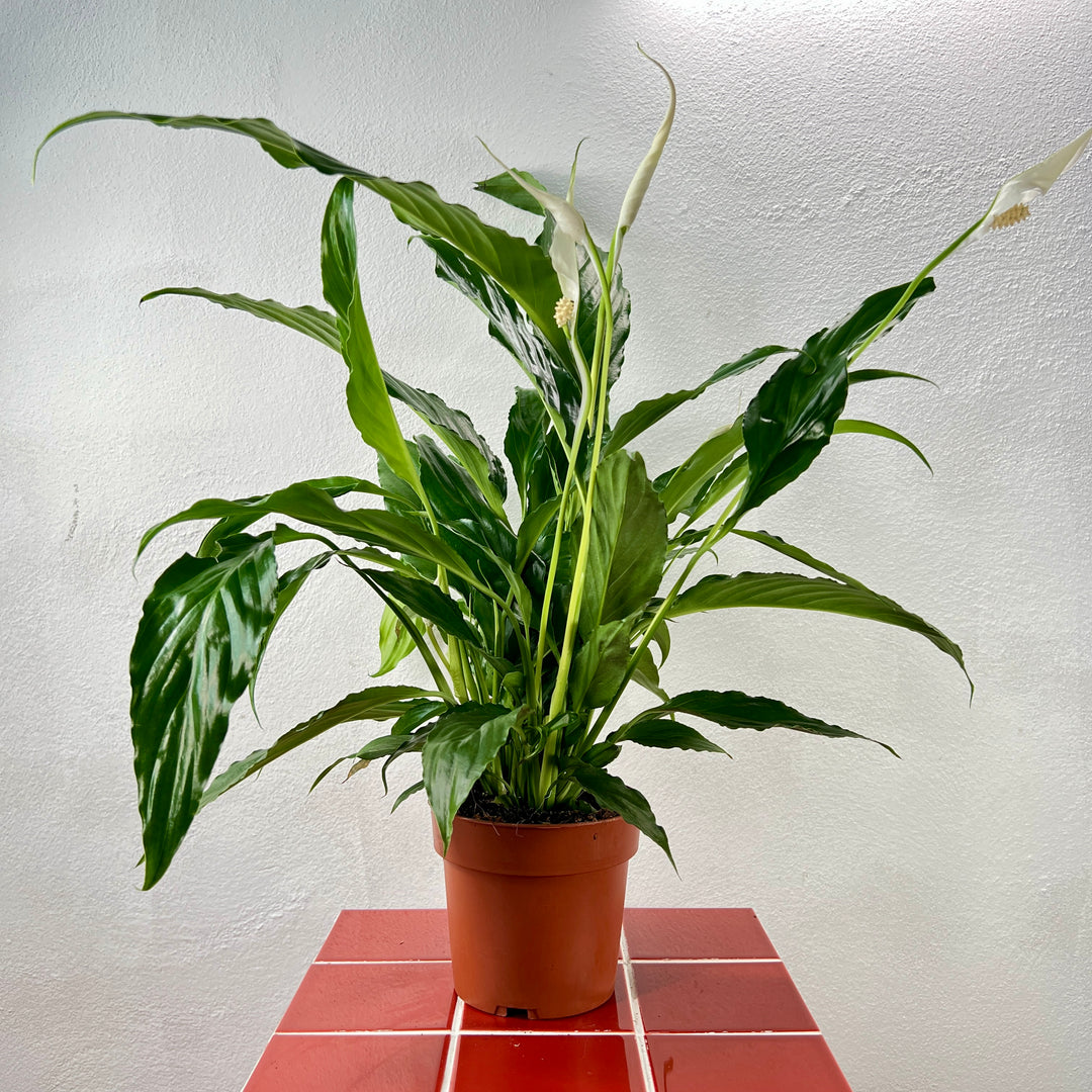Spathiphyllum Sweet Chico - peace lilly