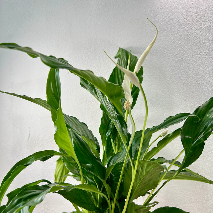 Spathiphyllum Sweet Chico - peace lilly
