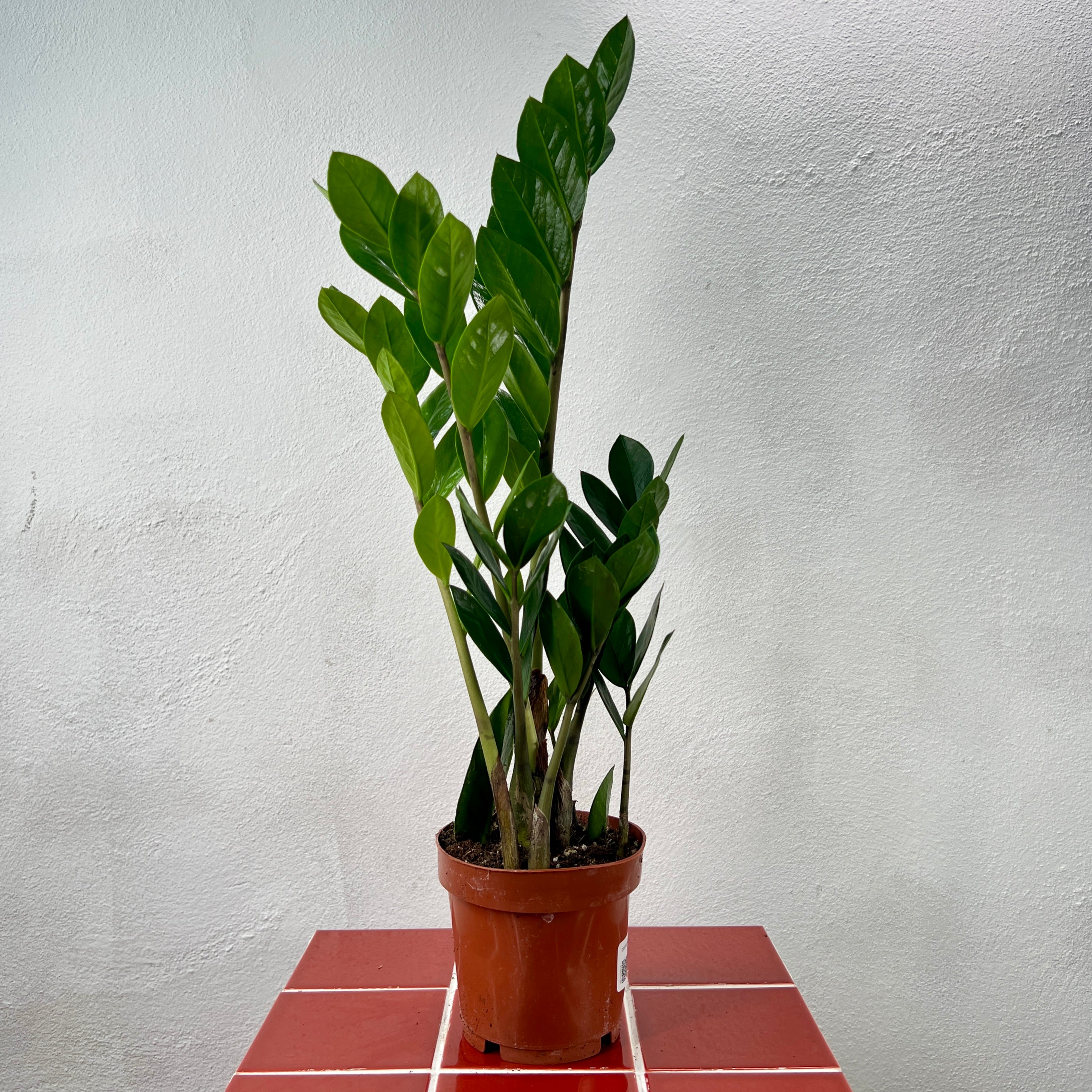 Zamioculcas zamiifolia – ZZ Plant | Hard to Kill Indoor Plant