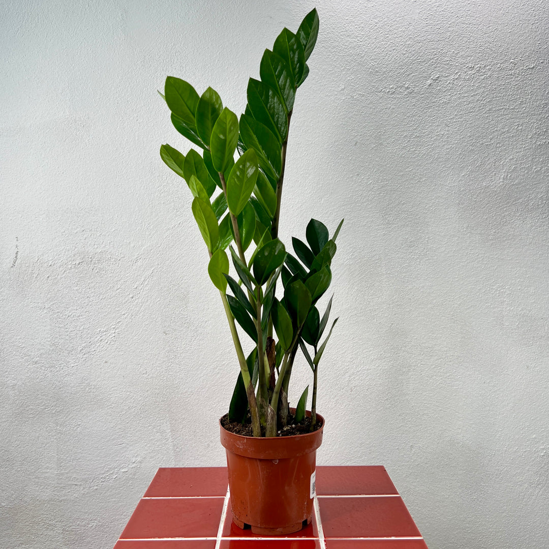 Zamioculcas Zamifolia- ZZ plant