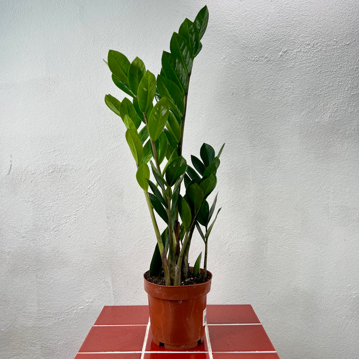 Zamioculcas Zamifolia- ZZ plant