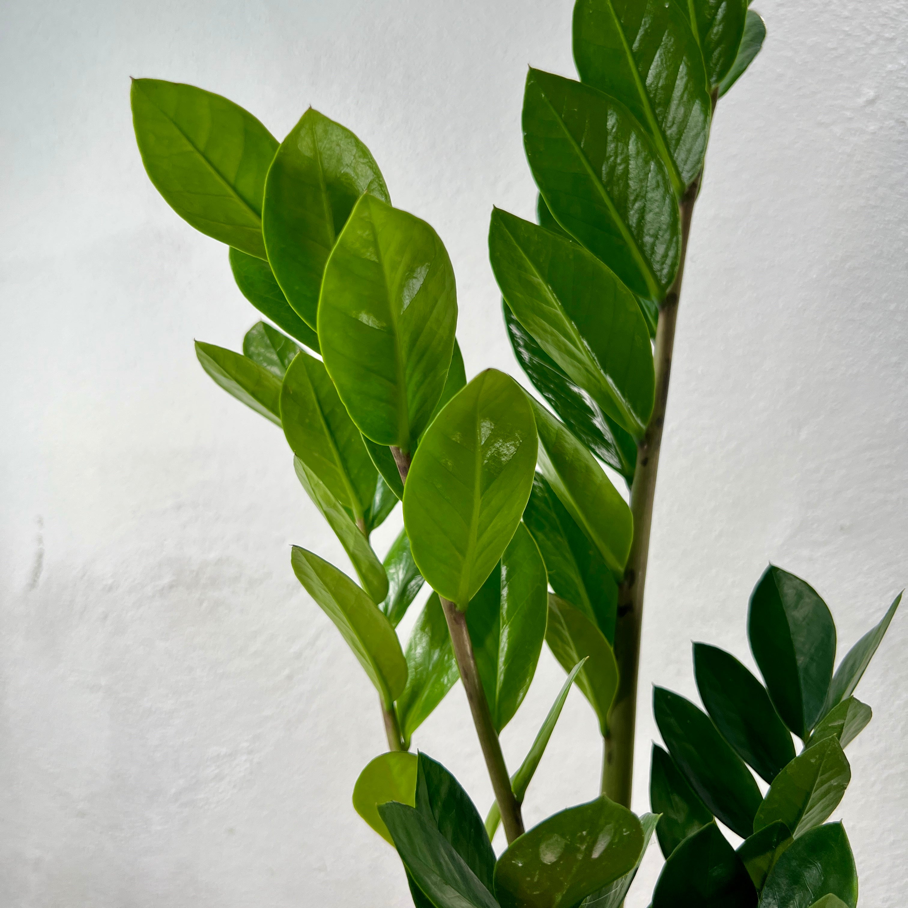 Zamioculcas zamiifolia – ZZ Plant | Hard to Kill Indoor Plant