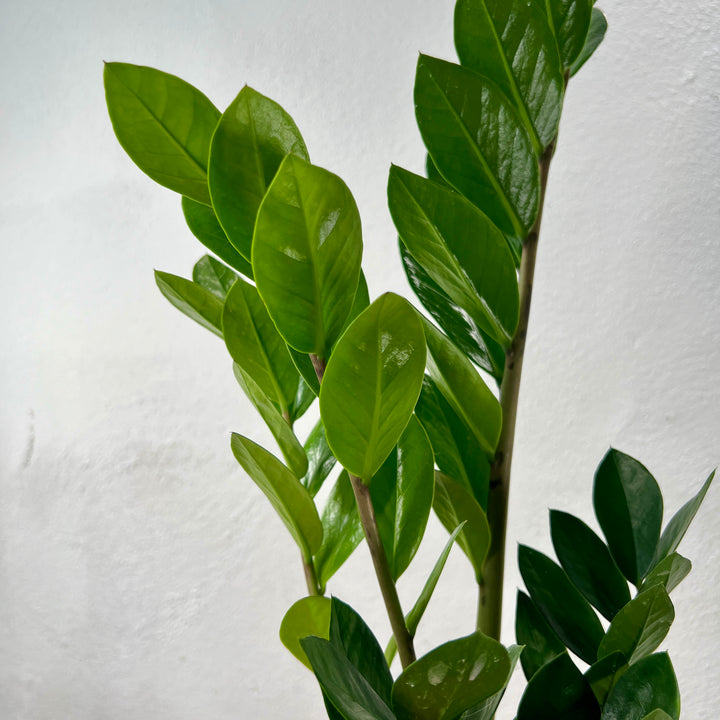 Zamioculcas Zamifolia- ZZ plant