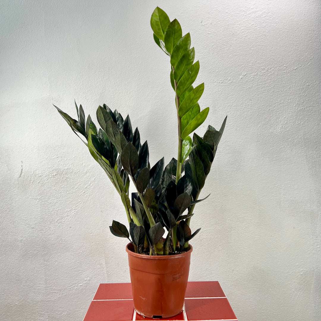 Zamioculcas Raven -ZZ Raven