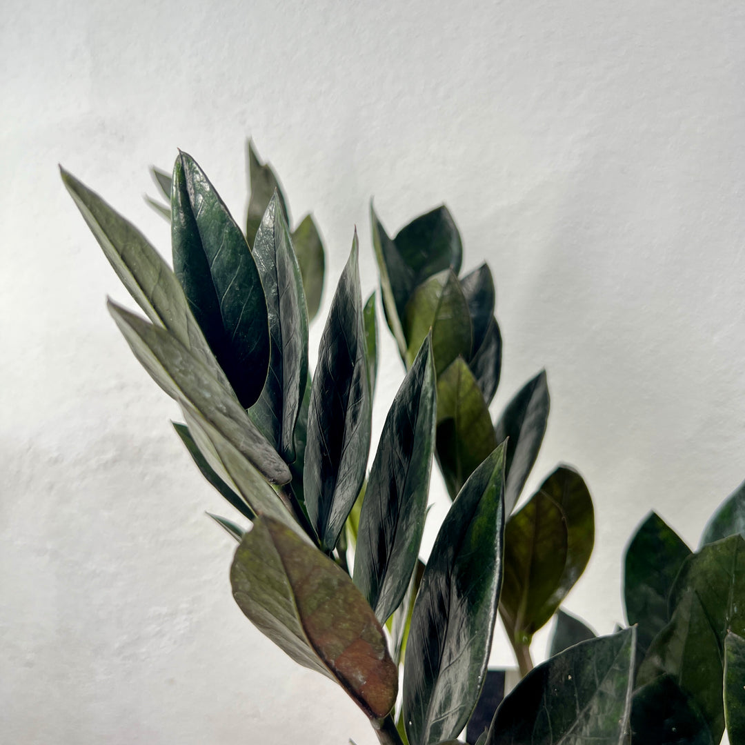 Zamioculcas Raven -ZZ Raven