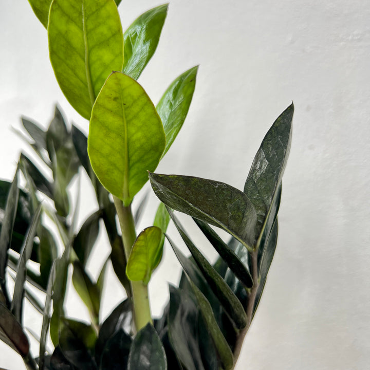 Zamioculcas Raven -ZZ Raven