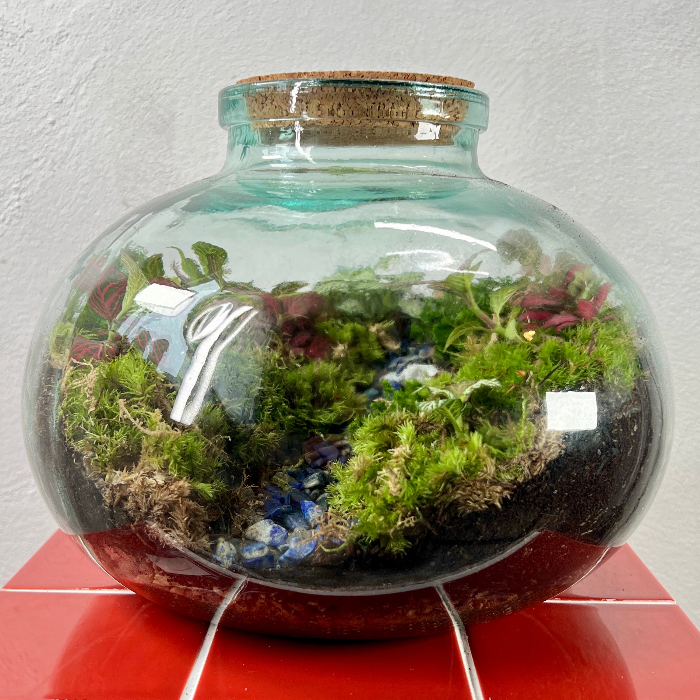 Terrarium-Friendly Plants