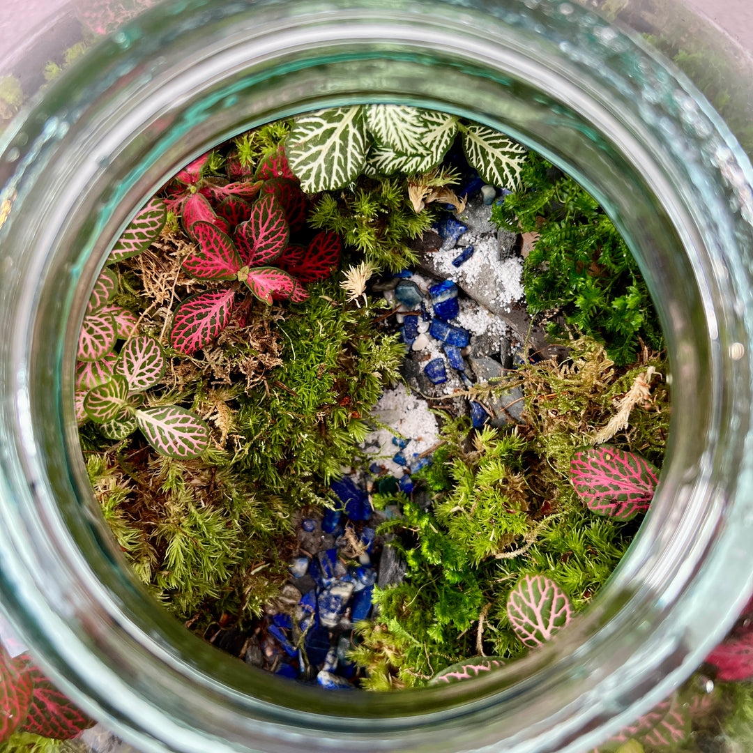 Plant.Studio 'Jungle Falls' Terrarium