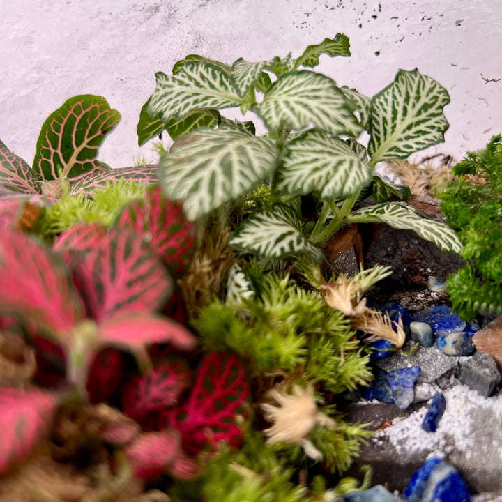 Plant.Studio 'Jungle Falls' Terrarium