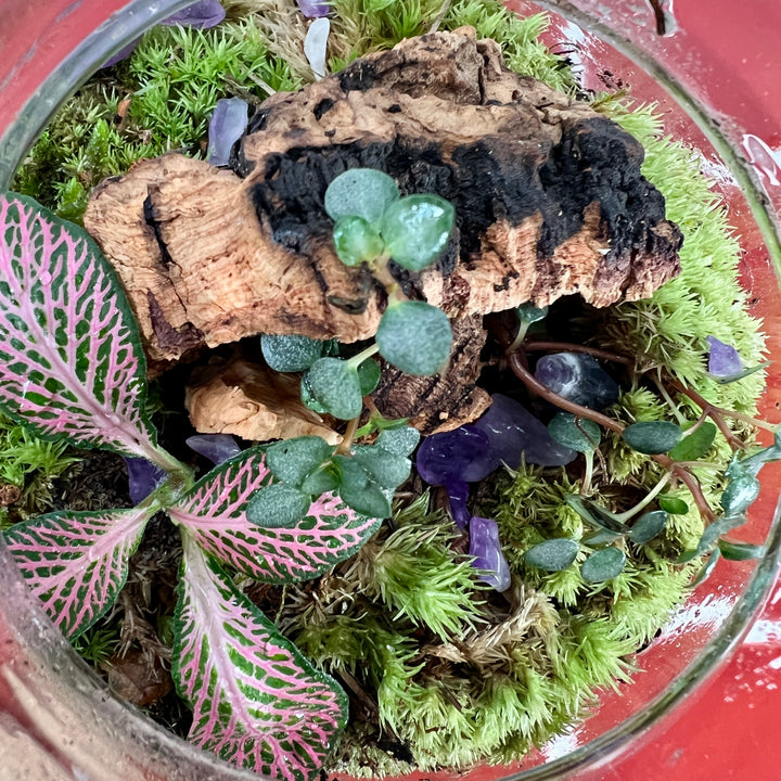 Plant.Studio 'Jungle Floor' Ball Terrarium