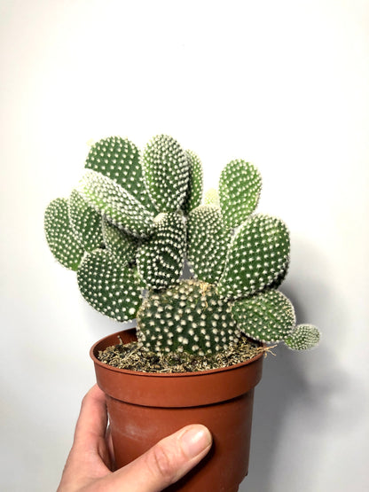 Opuntia Microdasys 'albispina' - bunny ear cactus